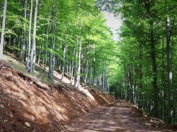 Pętla Międzygórze - Singletrack Glacensis
