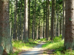 Pętla pod Śnieżnikiem Singletrack Glacensis