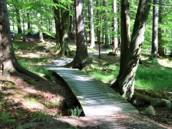 Pętla Międzygórze - Singletrack Glacensis