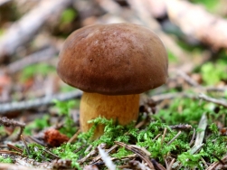 Pętla pod Śnieżnikiem Singletrack Glacensis