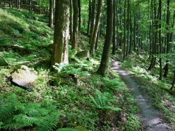 Pętla Międzygórze - Singletrack Glacensis