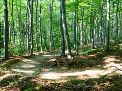 Pętla Złoty Stok - Singletrack Glacensis