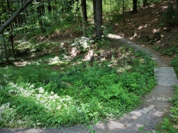 Pętla Jagodna