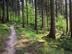 Singletrack Glacensis Pętla Zdrój